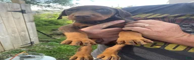 Doberman Pinscher Puppy 6