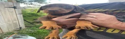 Doberman Pinscher dogs for sale: Doberman Pinscher Puppy 6 - Ad 1