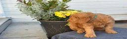 Goldendoodle dogs for sale: Turner - Ad 13