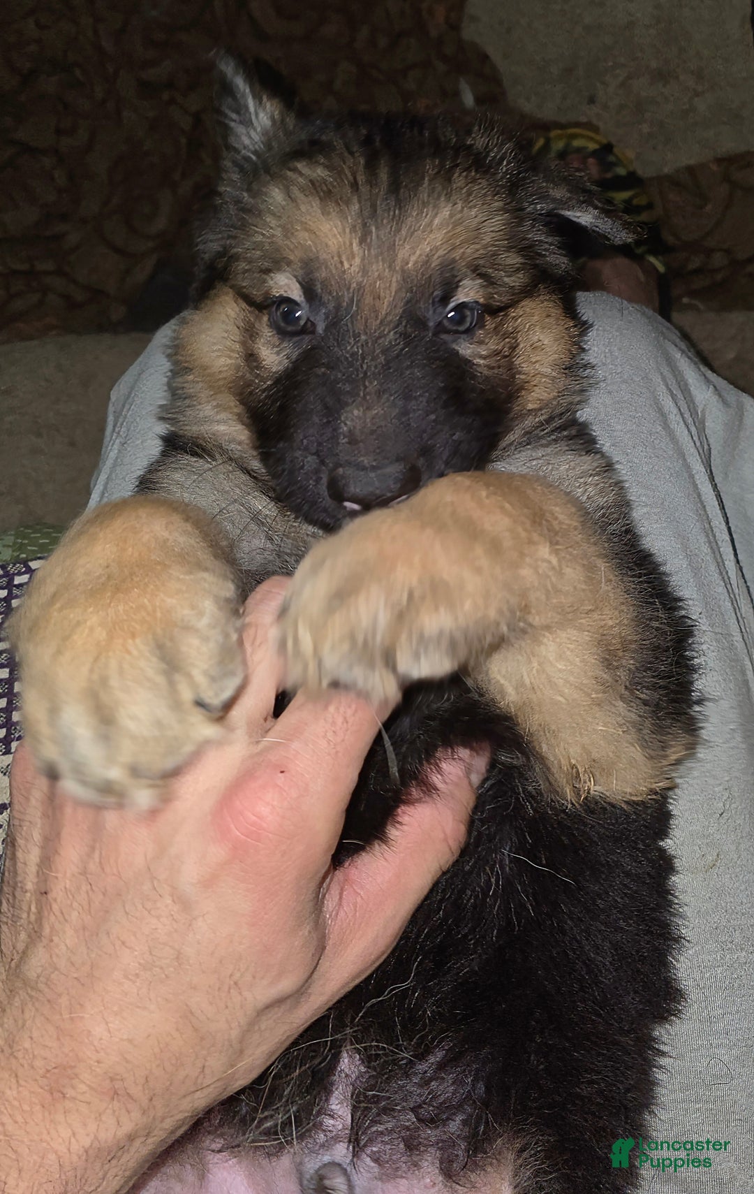 German Shepherd dogs for sale: Ace (2) - Ad 5