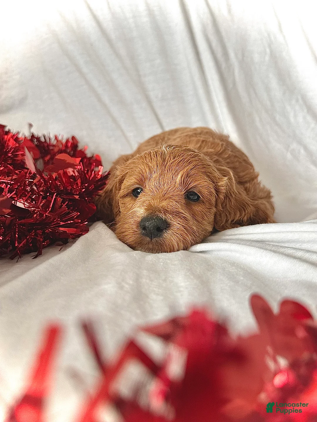 Irish Doodle dogs for sale: Toast- In home raised - Ad 3