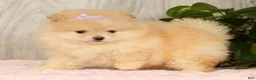 Pomeranian dogs for sale: Cream Puff - Ad 7