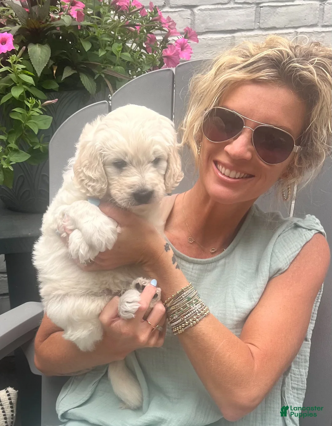 Goldendoodle dogs for sale: Goldendoodle Briar- Blue - Ad 1