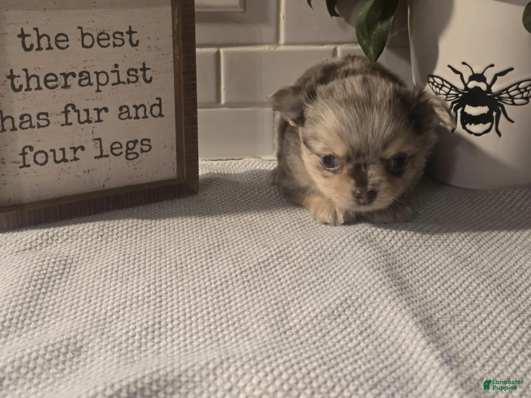 Chihuahua dogs for sale: Stanley - Ad 4