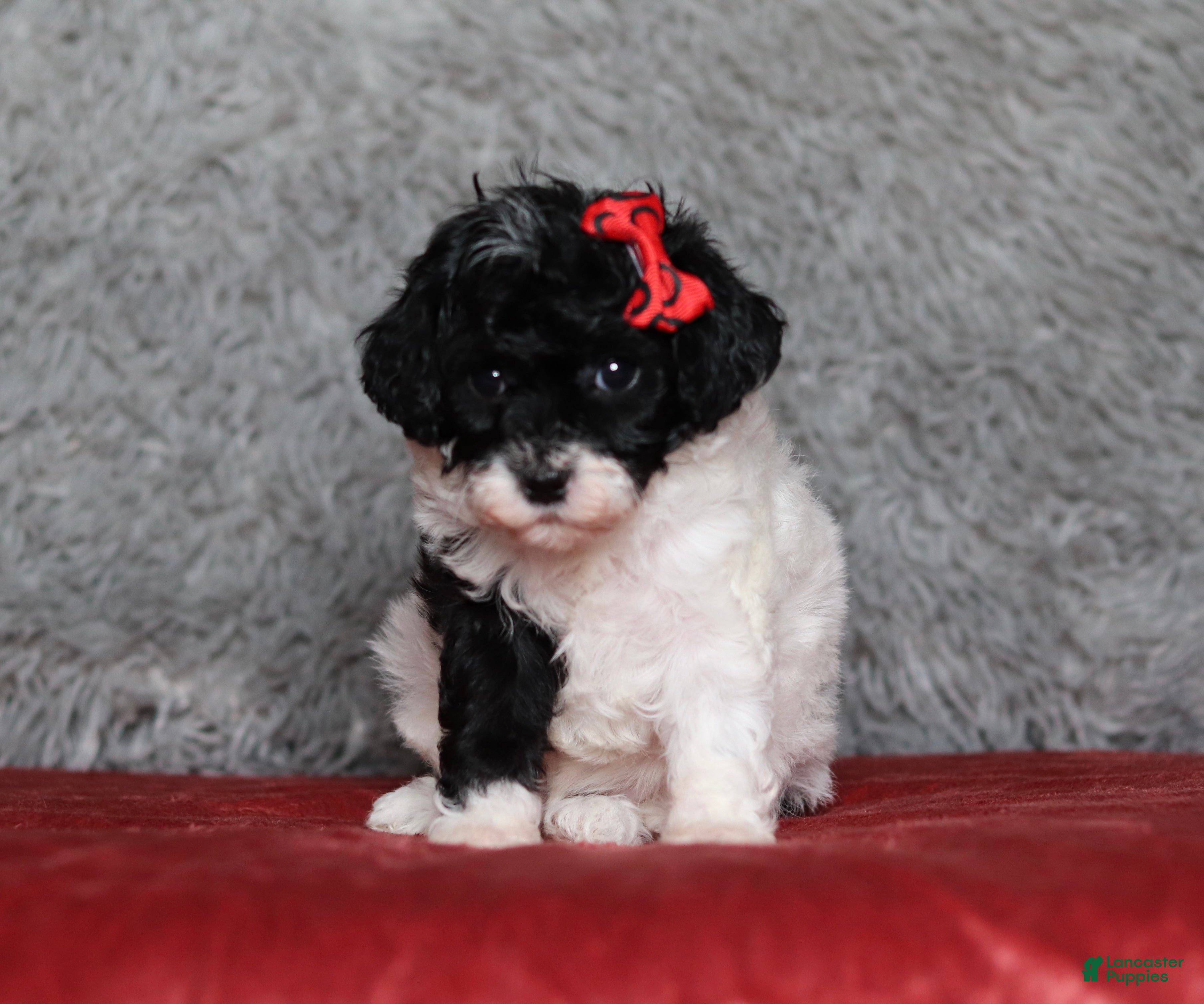 Mixed Breed dogs Winnie - Ad 2