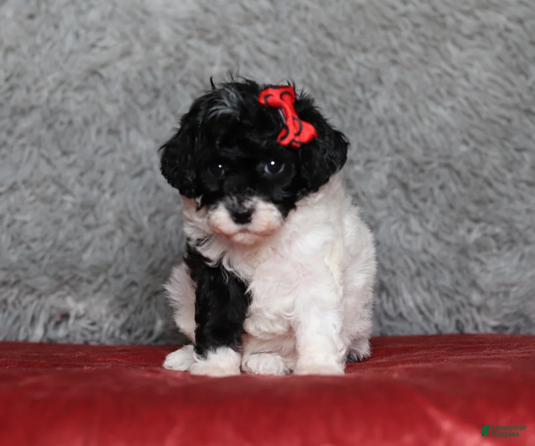 Mixed Breed dogs for sale: Winnie - Ad 2