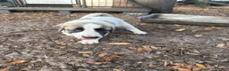 Anatolian Shepherd dogs for sale: Anatolian Shepherd Puppy 2 - Ad 4