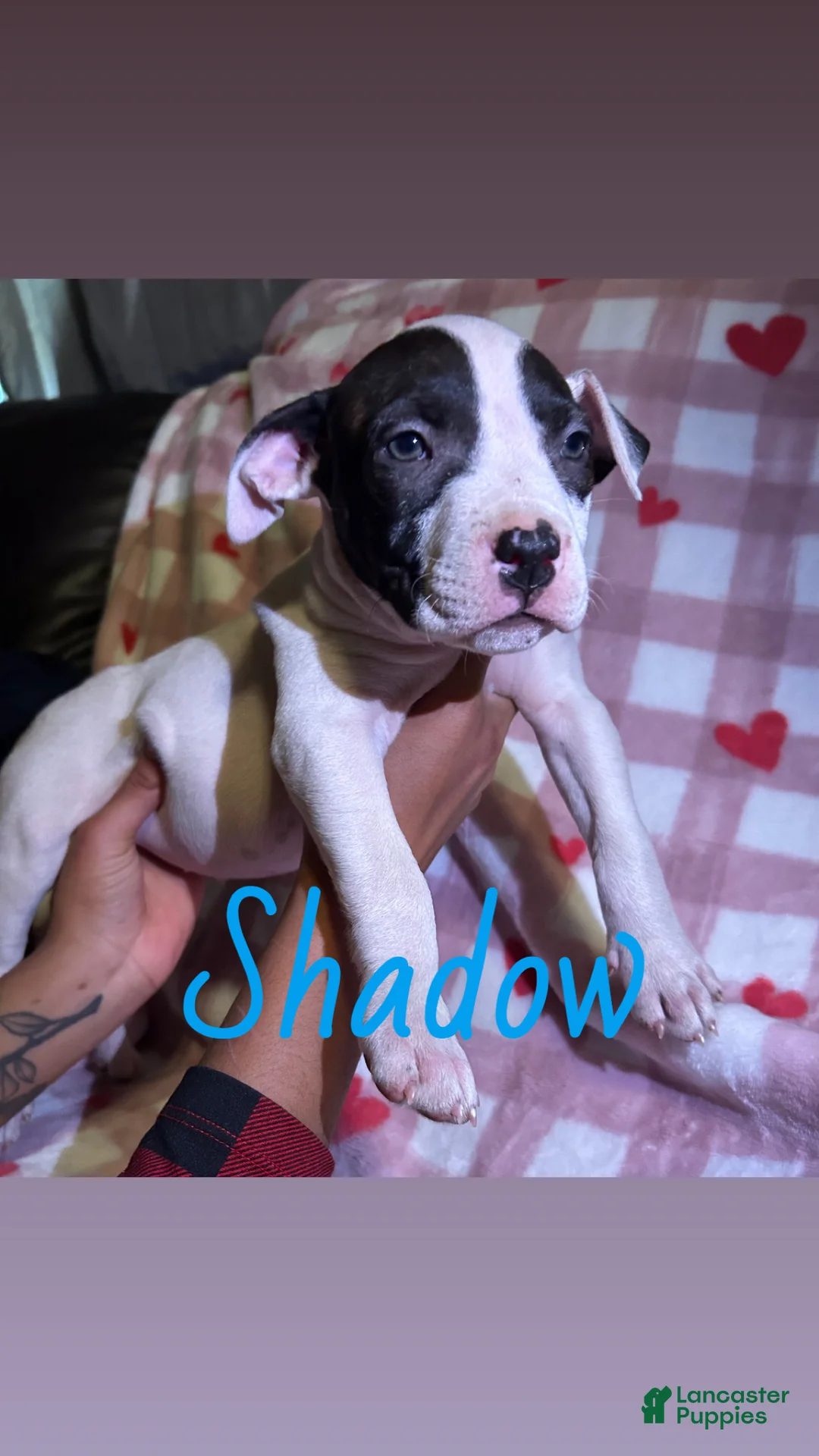 American Pit Bull Terrier dogs for sale: Shadow - Ad 1