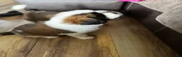 Saint Bernard dogs for sale: Female 1 – Little Princess - Ad 5