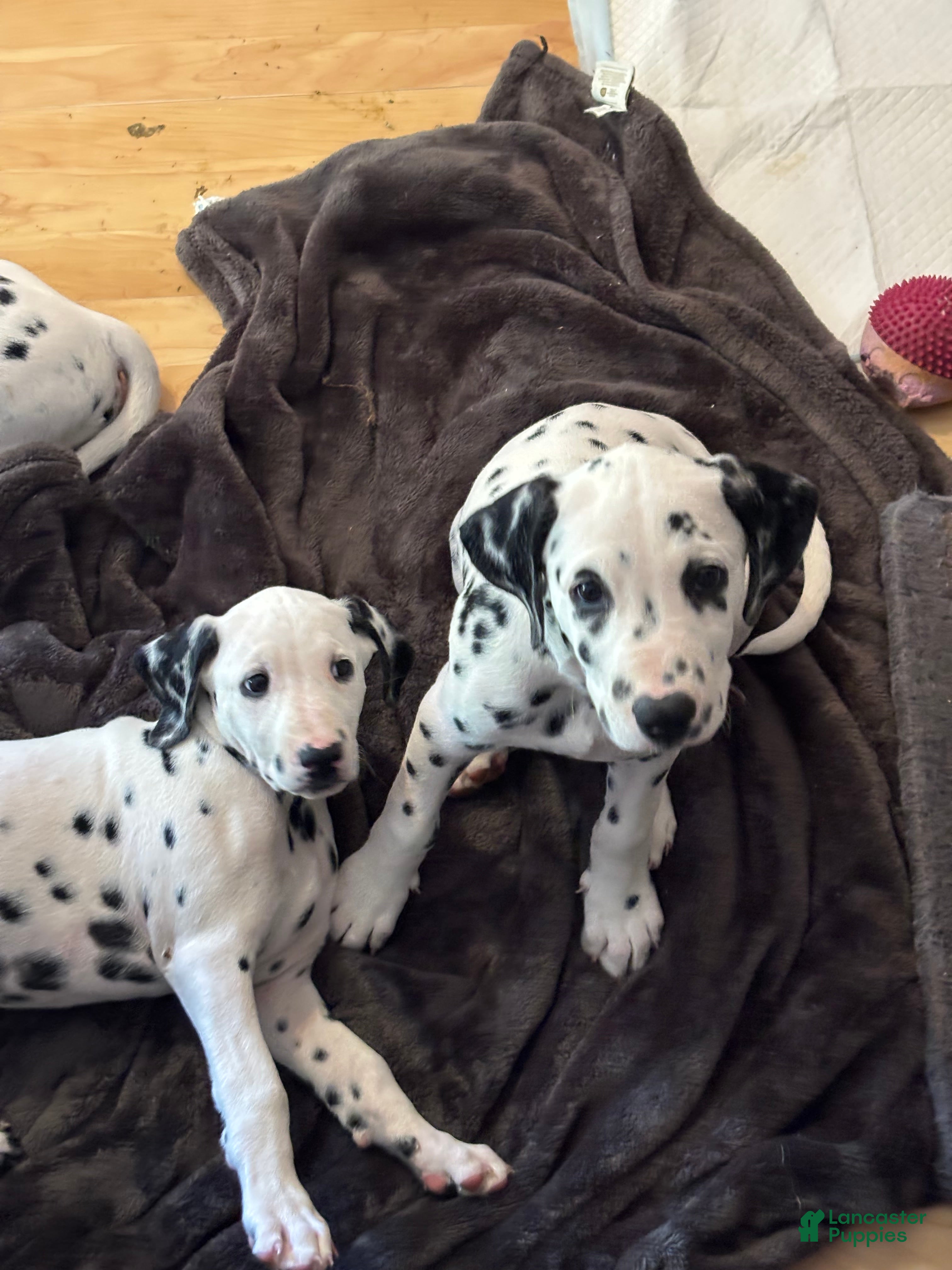 Dalmatian dogs Dalmatian 6 - Ad 12