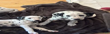 Dalmatian 6