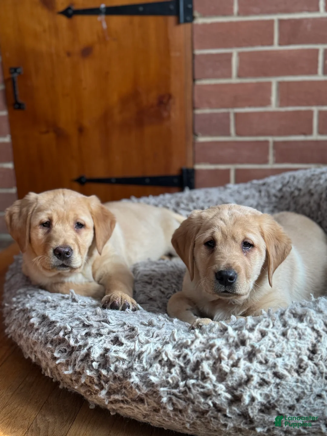 Goldador dogs for sale: Sadie - Ad 11