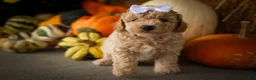 Miniature Poodle dogs for sale: Jenson ✨ - Ad 9