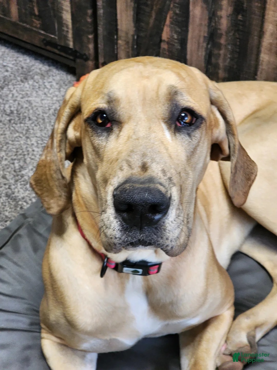 Great Dane dogs for sale: Great Dane Puppy 4 - Ad 2