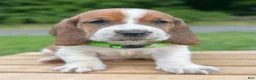 Basset Hound dogs for sale: Oliver - Ad 9
