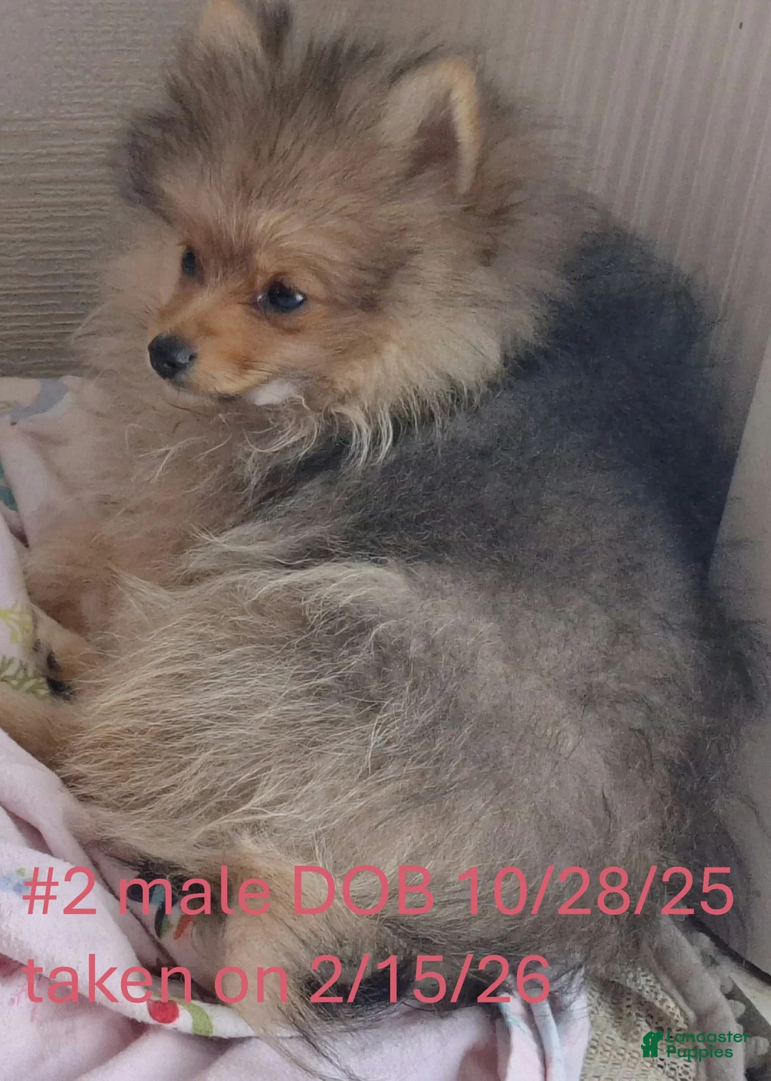 Pomeranian dogs for sale: Pomeranian Puppy 2 - Ad 1