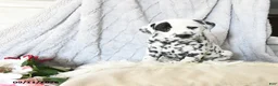 Dalmatian dogs for sale: Lady - Ad 3
