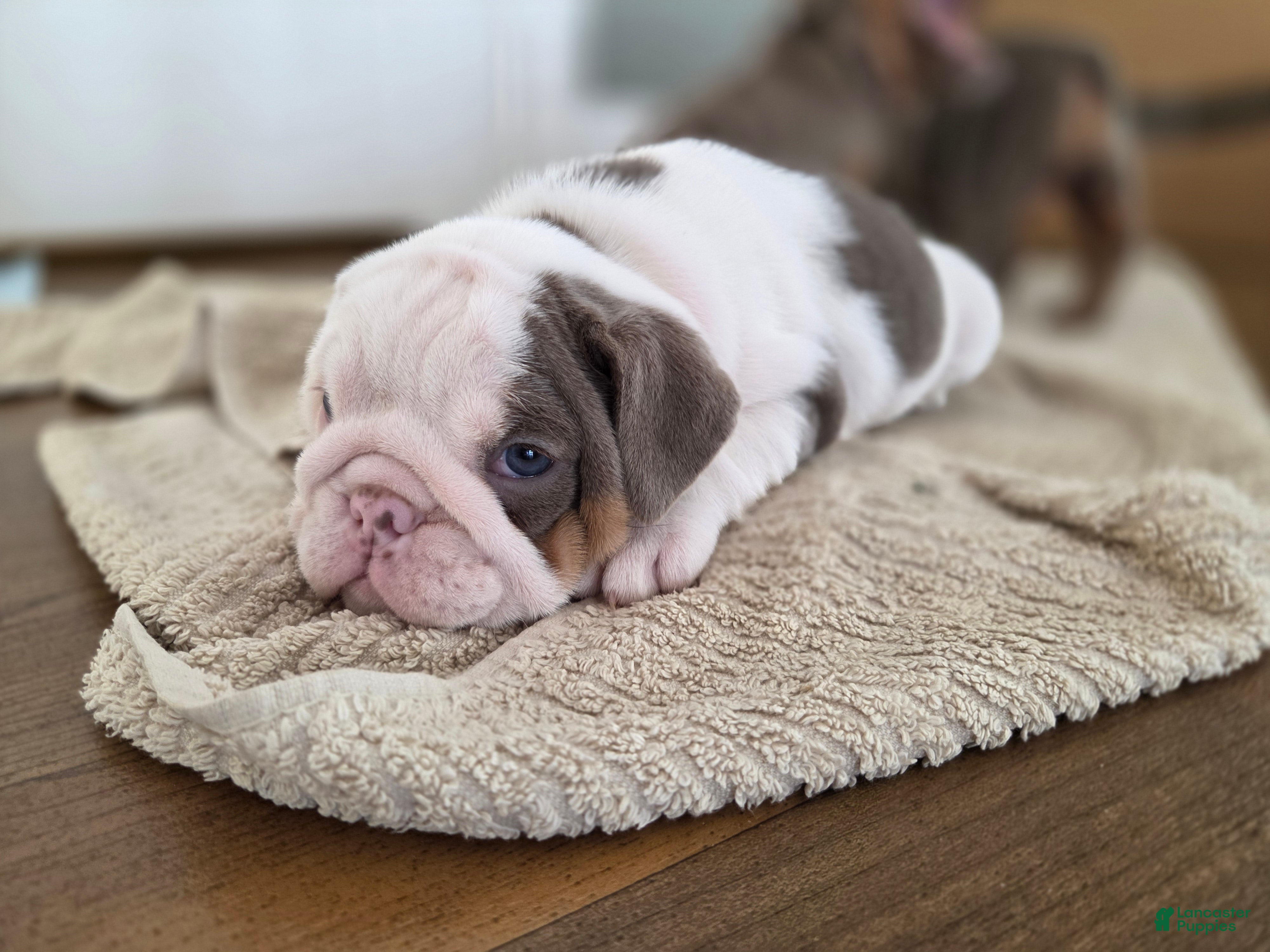 English Bulldog dogs Skye - Ad 35