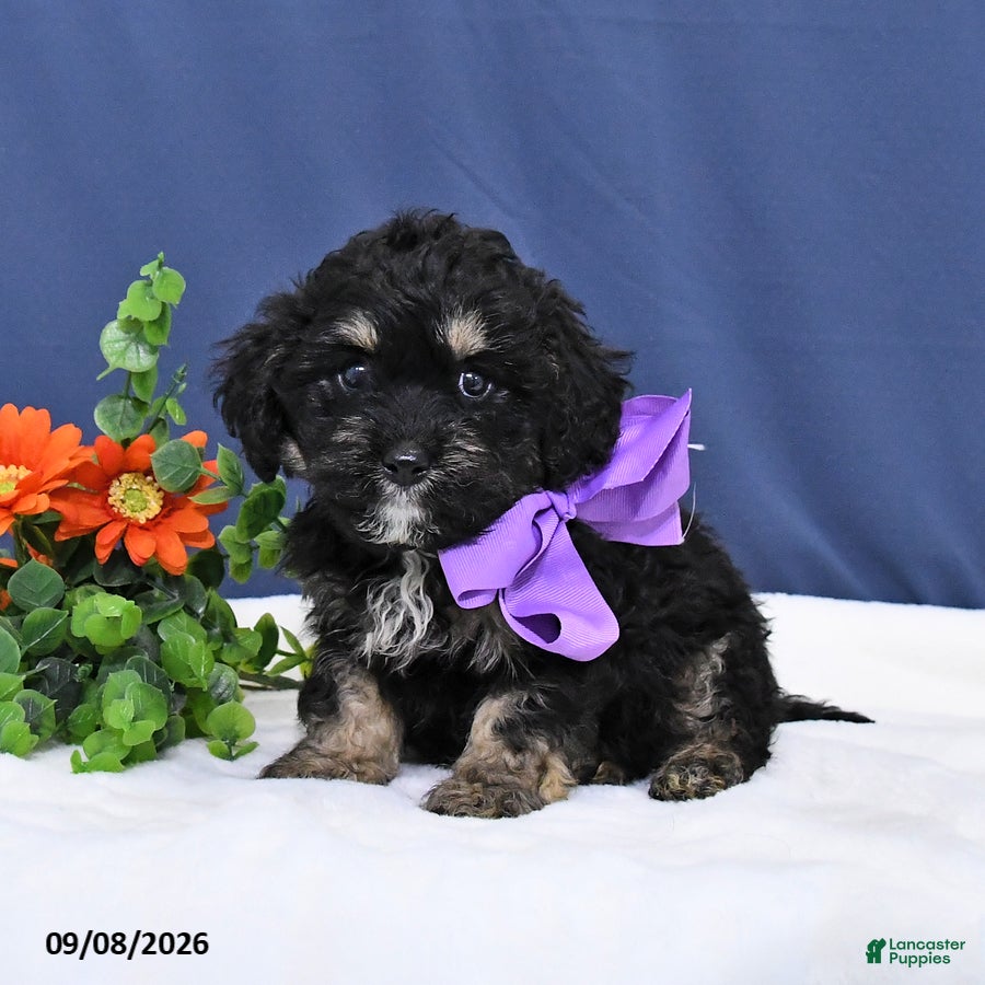Cavapoo dogs Duke - Ad 2