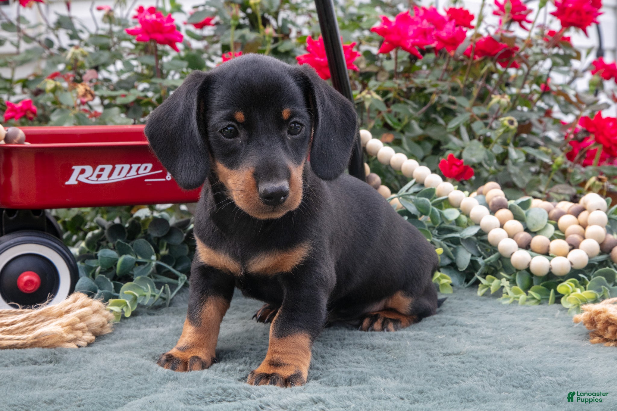 Miniature Dachshund dogs Logan - Ad 1