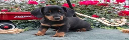 Miniature Dachshund dogs for sale: Logan - Ad 1