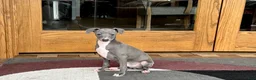 Italian Greyhound dogs for sale: Cj - Ad 13
