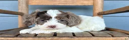 Cavapoo dogs for sale: Gnocchi - Ad 1