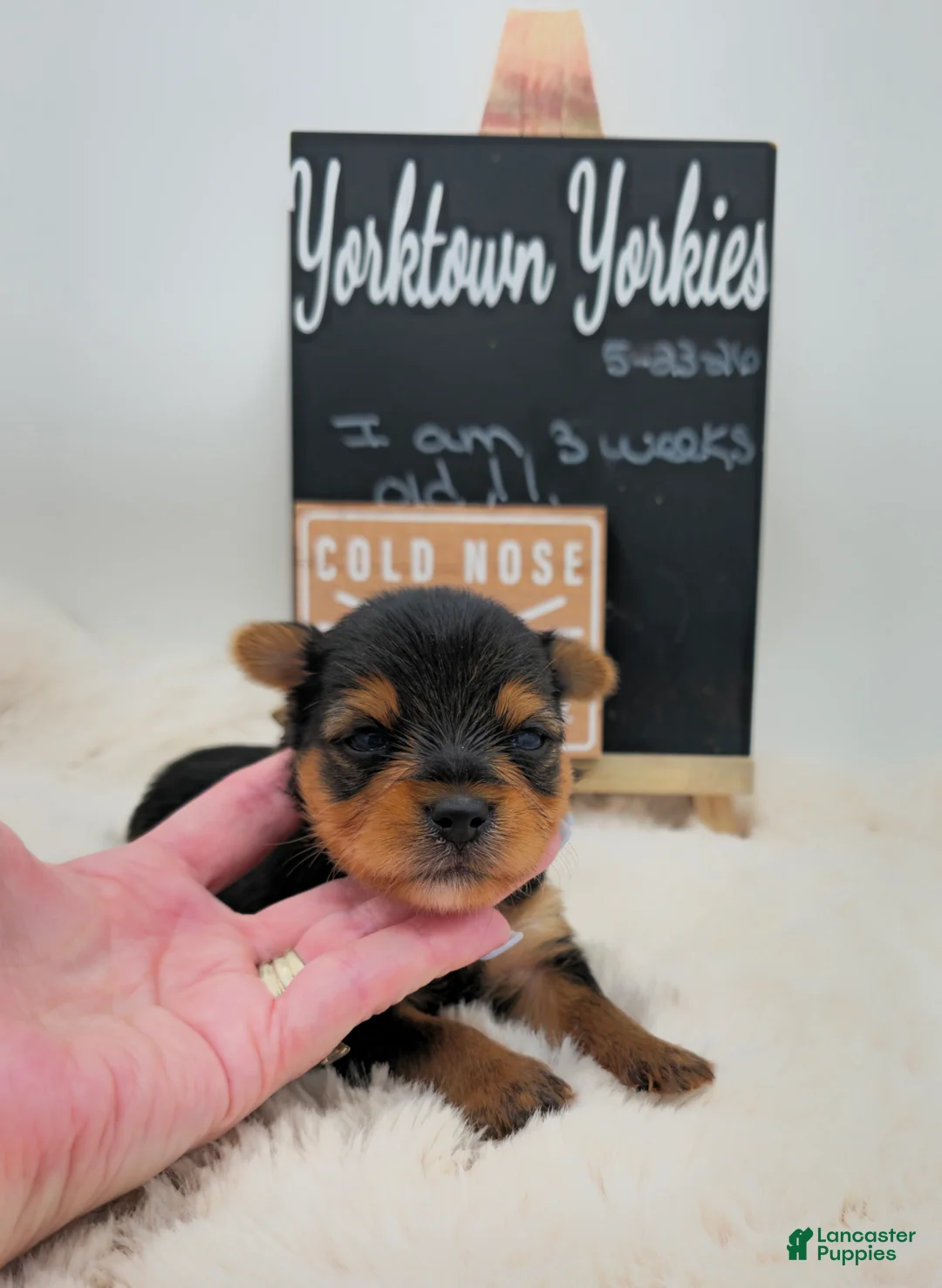 Yorkshire Terrier dogs for sale: Louie - Ad 2