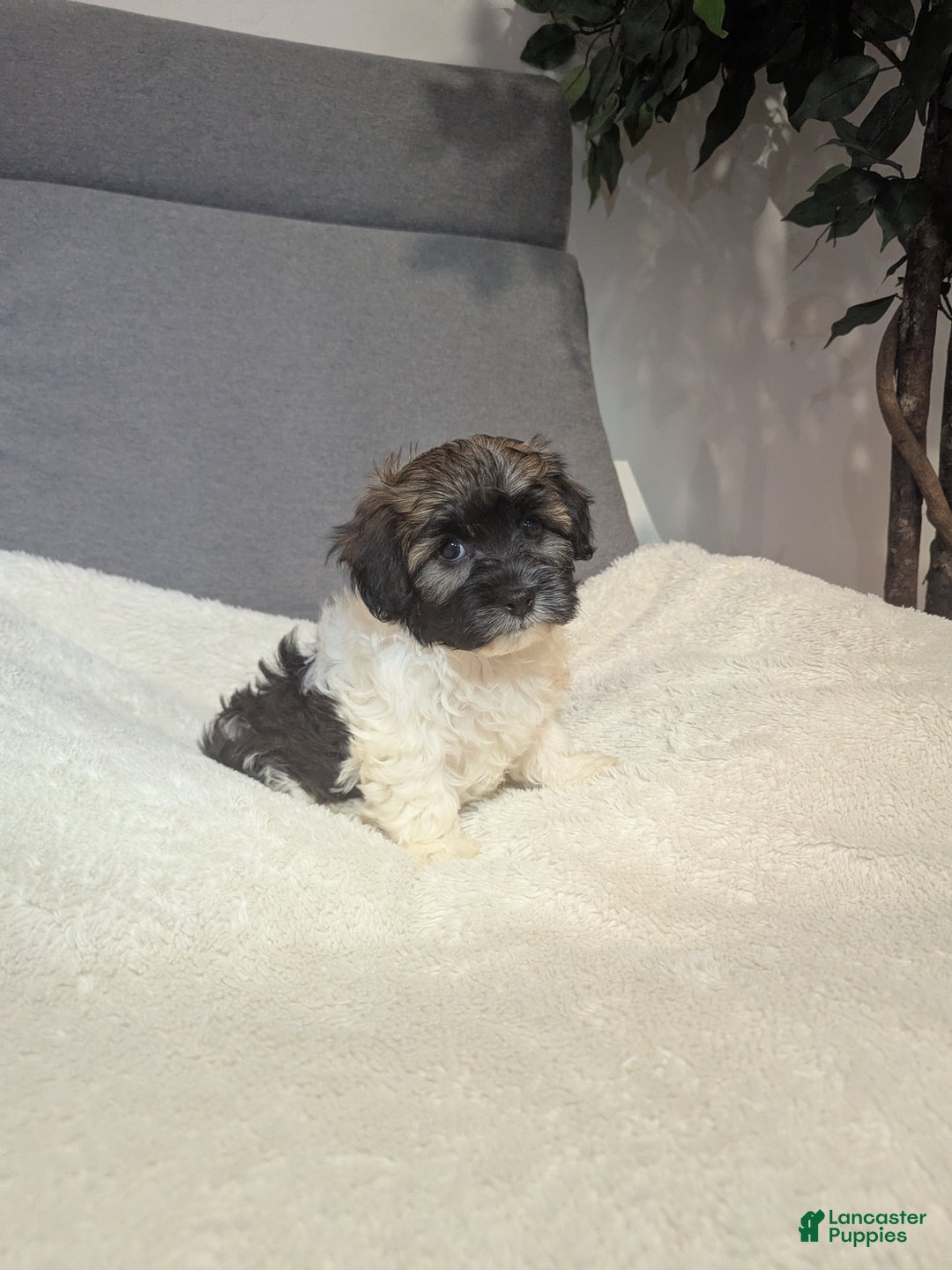 Havanese dogs for sale: Braxton  - Ad 4