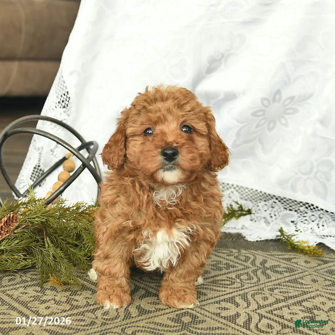 Miniature Poodle dogs for sale: Cash  - Ad 2