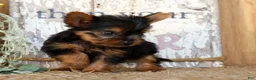 Morkie dogs for sale: Ollie - Ad 8