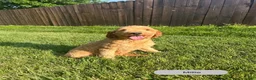 Mini Goldendoodle dogs for sale: Bella - Ad 4