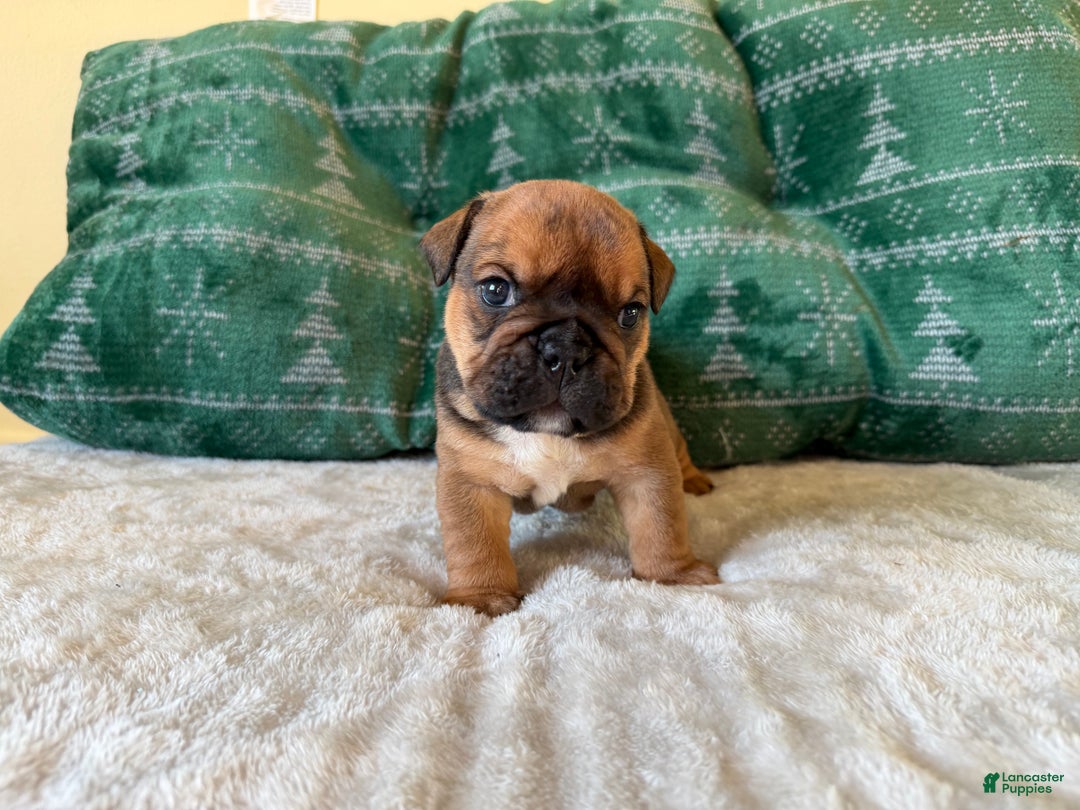 English Bulldog dogs for sale: Gravy - Ad 5