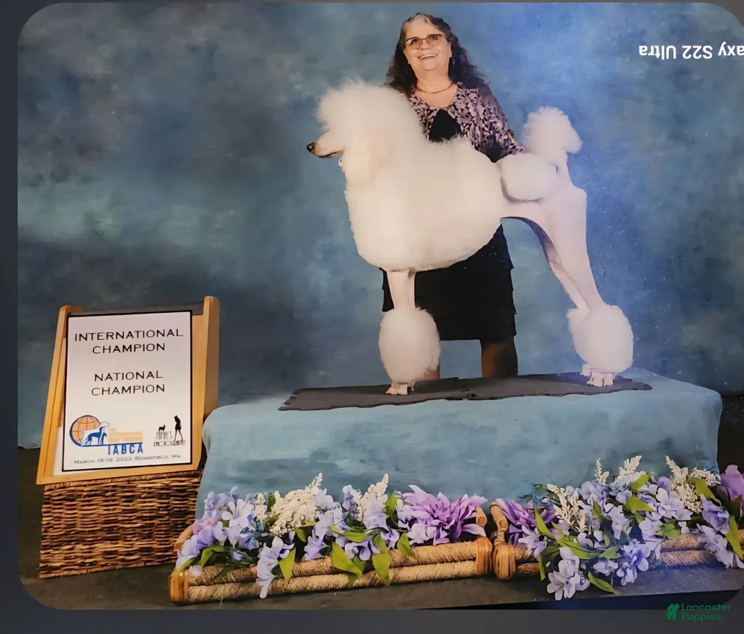 Standard Poodle dogs for sale: Standard Poodle 3 - Ad 2