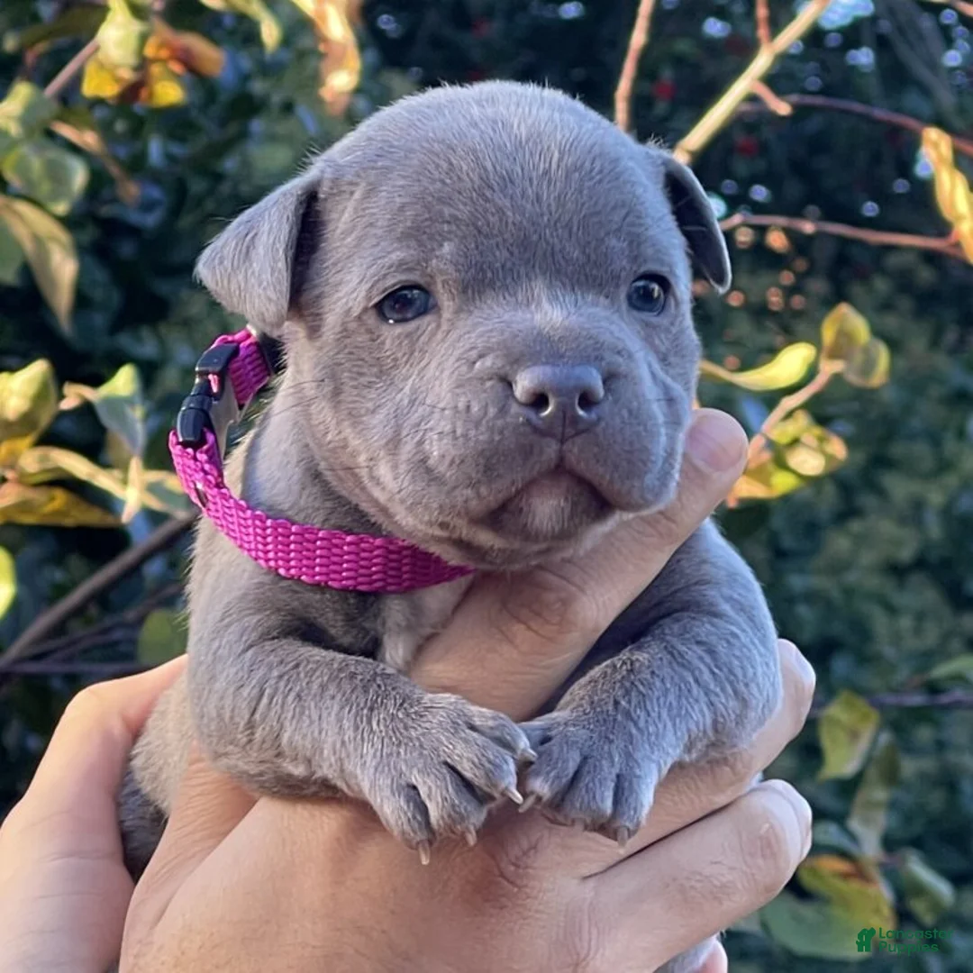 French Bulldog dogs for sale: French Bulldog Puppy 3 - Ad 1