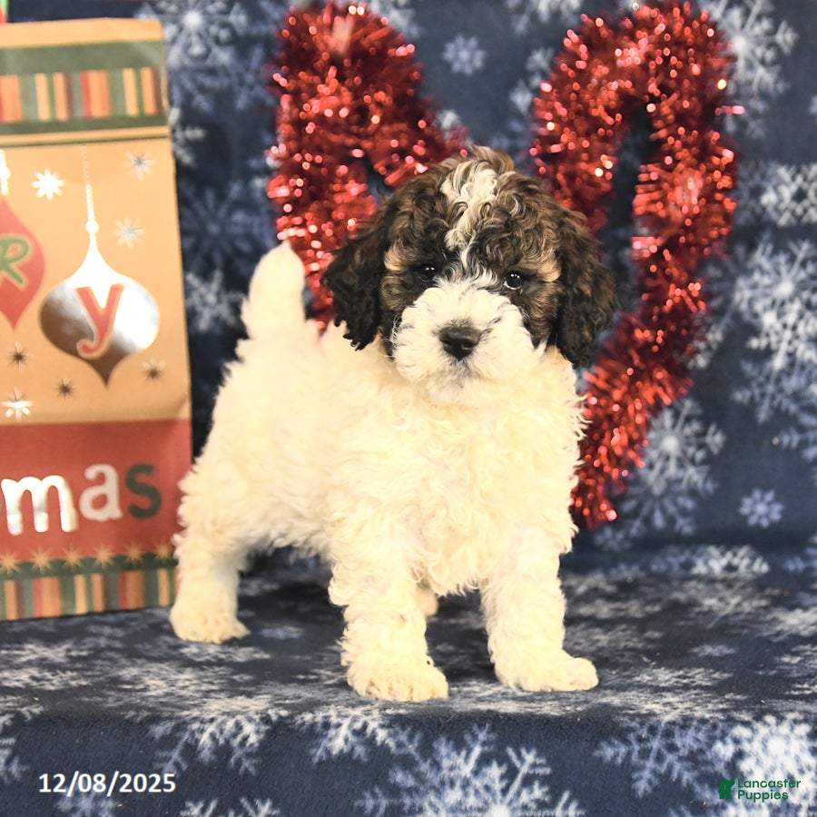 Miniature Poodle dogs Chase - Ad 35