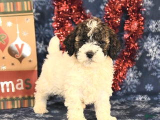 Miniature Poodle dogs Chase - Ad 9
