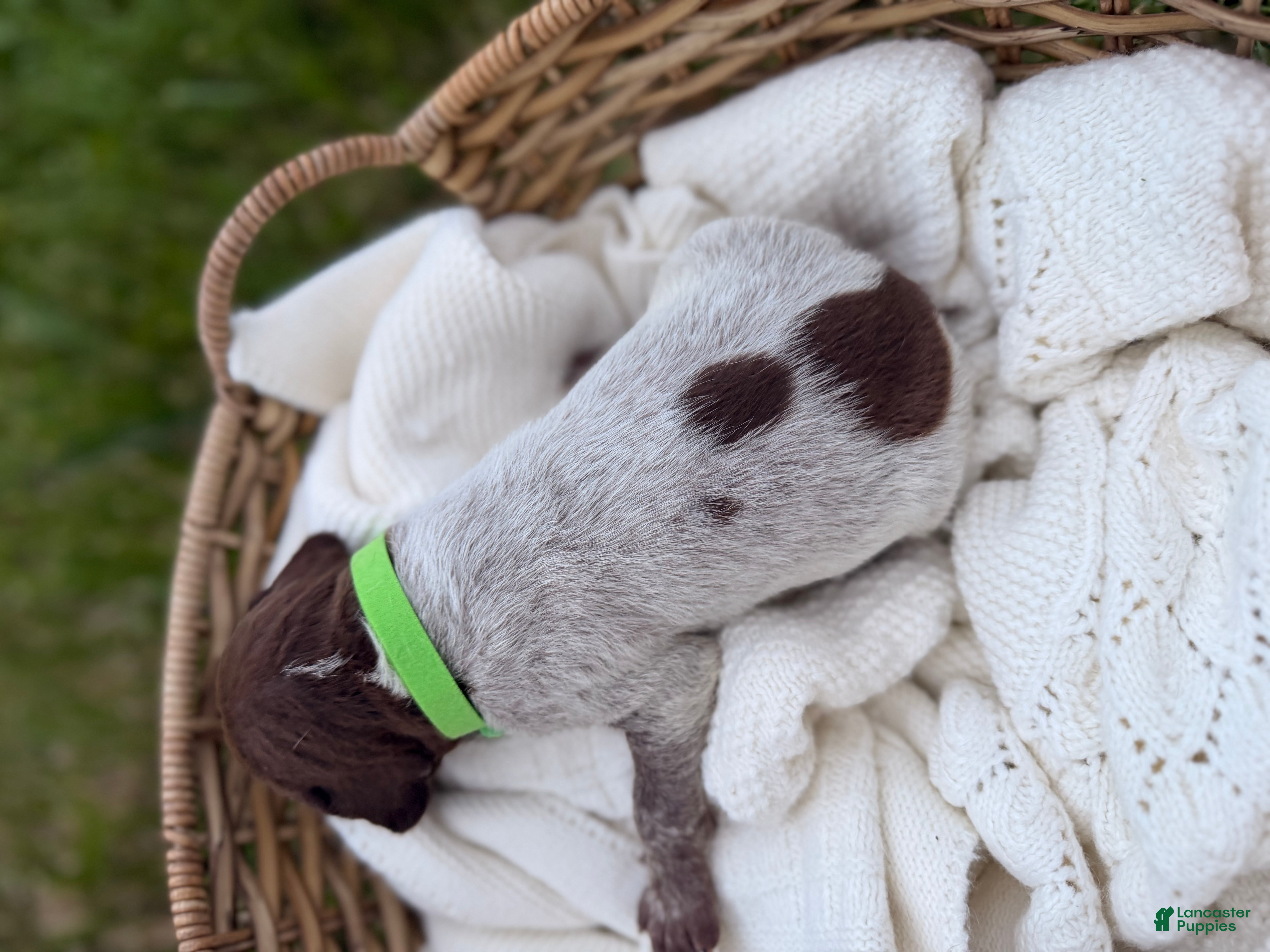 German Shorthaired Pointer dogs Finch - Ad 1