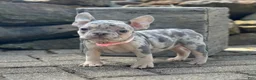 French Bulldog dogs for sale: Sherly Video Ad  - Ad 3