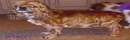 Cocker Spaniel dogs for stud: Standing at STUD - Ad 5