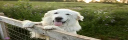 Mixed Breed dogs for sale: Mixed Breed 3 - Ad 2