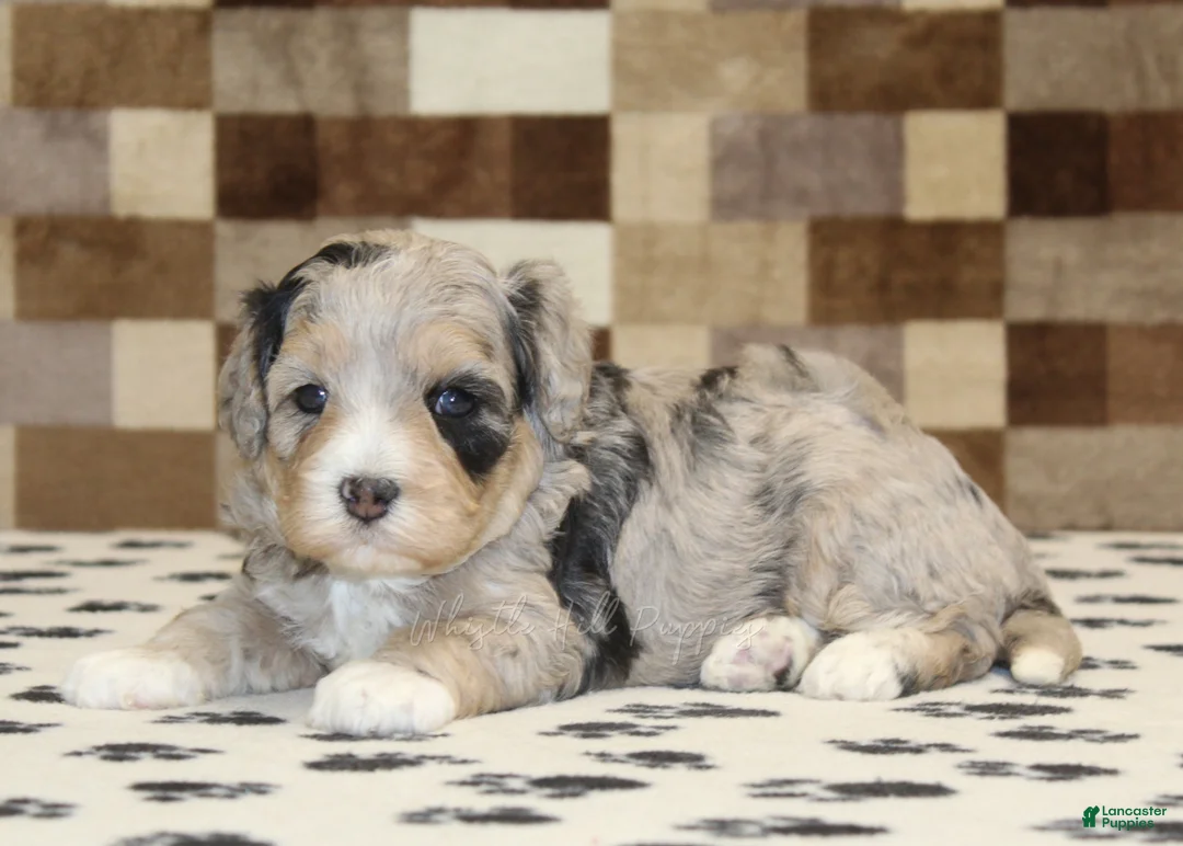 Mini Bernedoodle dogs for sale: Alice - Ad 2
