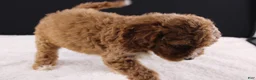 Mini Goldendoodle dogs for sale: Brewster - Ad 8