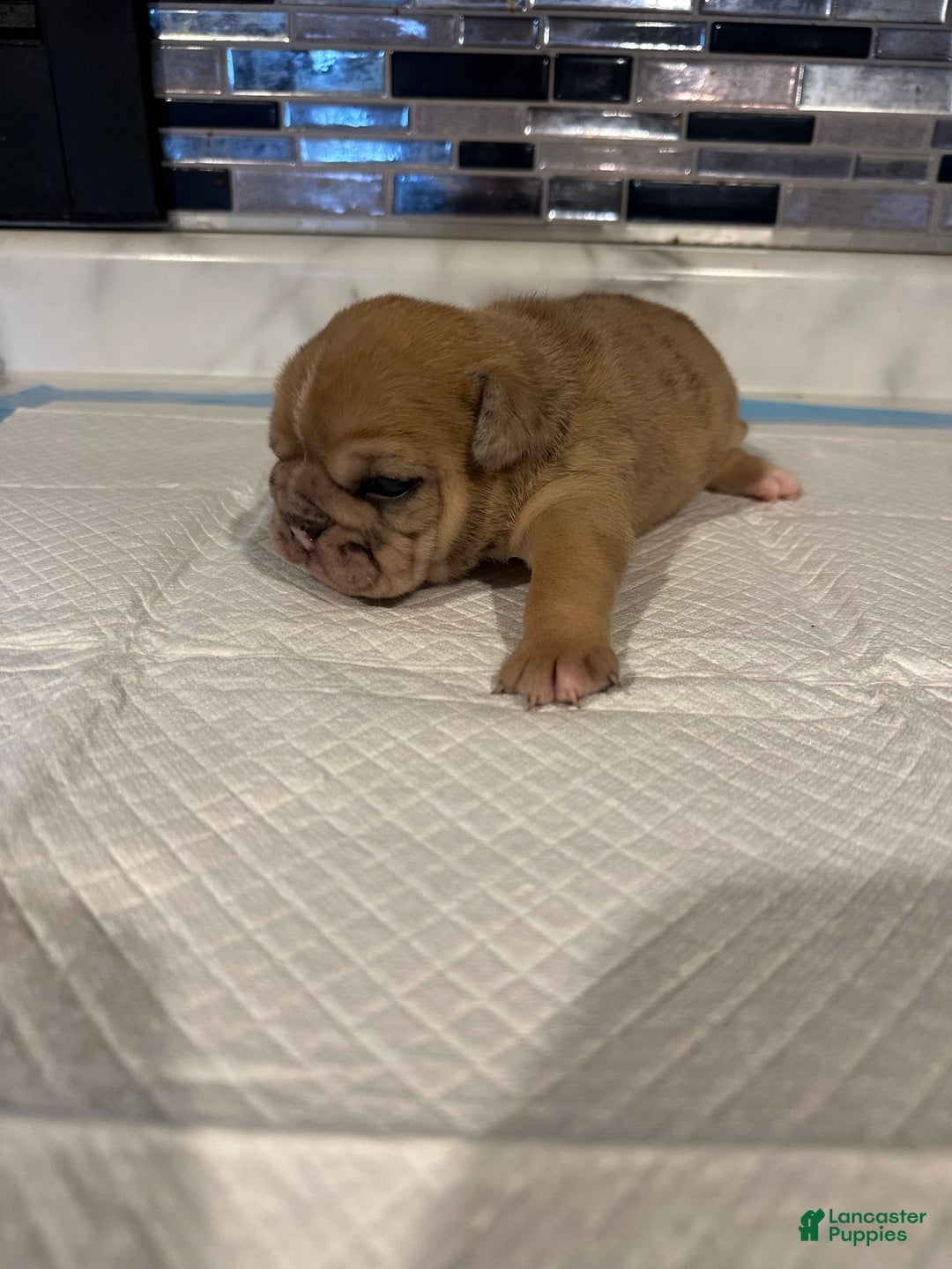 English Bulldog dogs for sale: Blue Fawn Merle Boy  - Ad 50