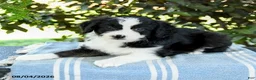 Aussiedoodle dogs for sale: Mocha - Ad 3
