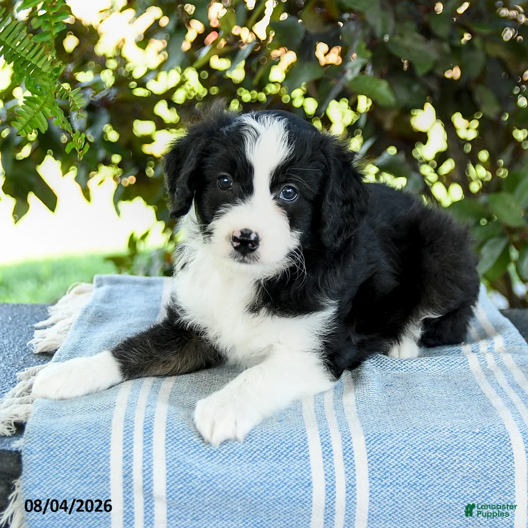 Aussiedoodle dogs for sale: Mocha - Ad 3
