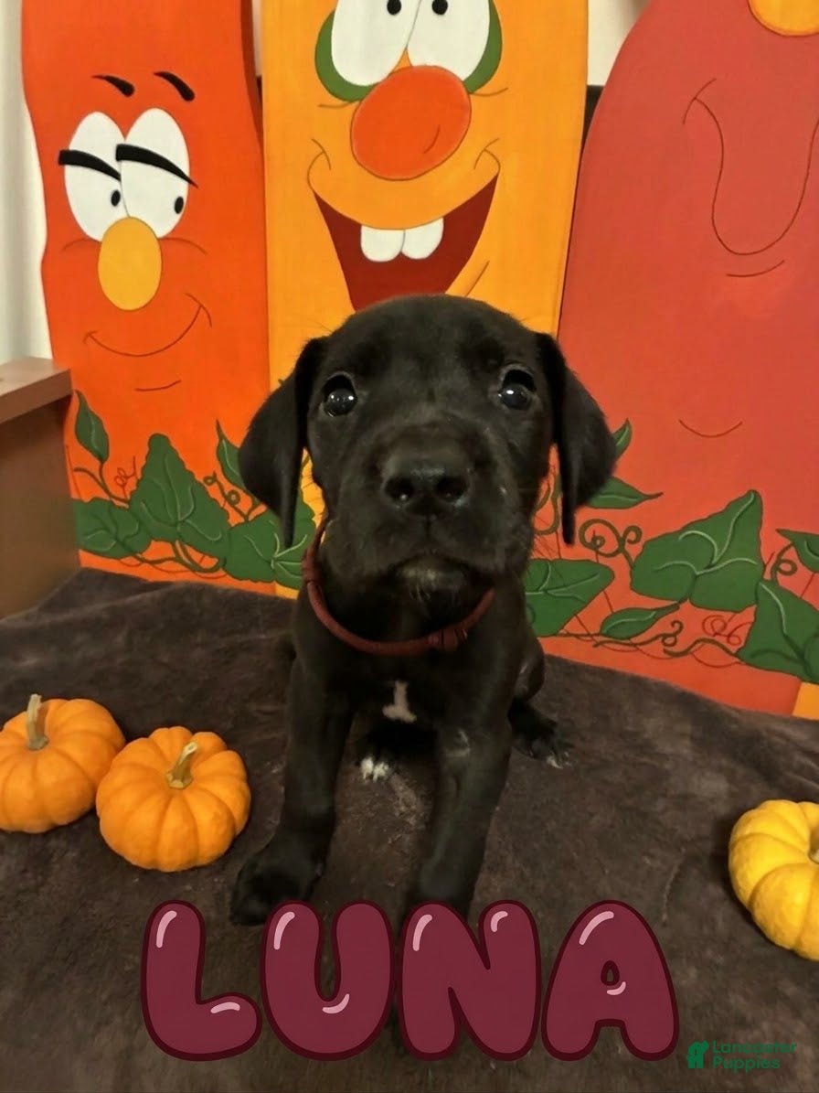 Luna-Maroon (Great Dane, Female) in Montgomery, PA