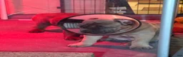 Cane Corso dogs for sale: Formentino - Ad 9