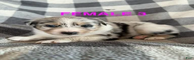 Sunny - Female 3