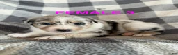 Australian Shepherd dogs for sale: Sunny - Female 3 - Ad 1